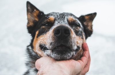 Petting a Dog is Actually Good for You and Your Brain