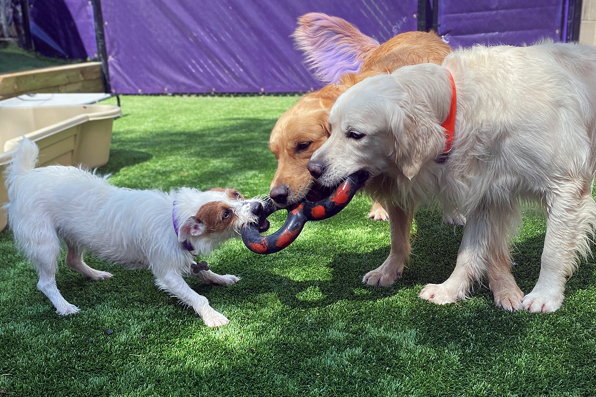three dogs playing on the grass at Central Bark doggy day care