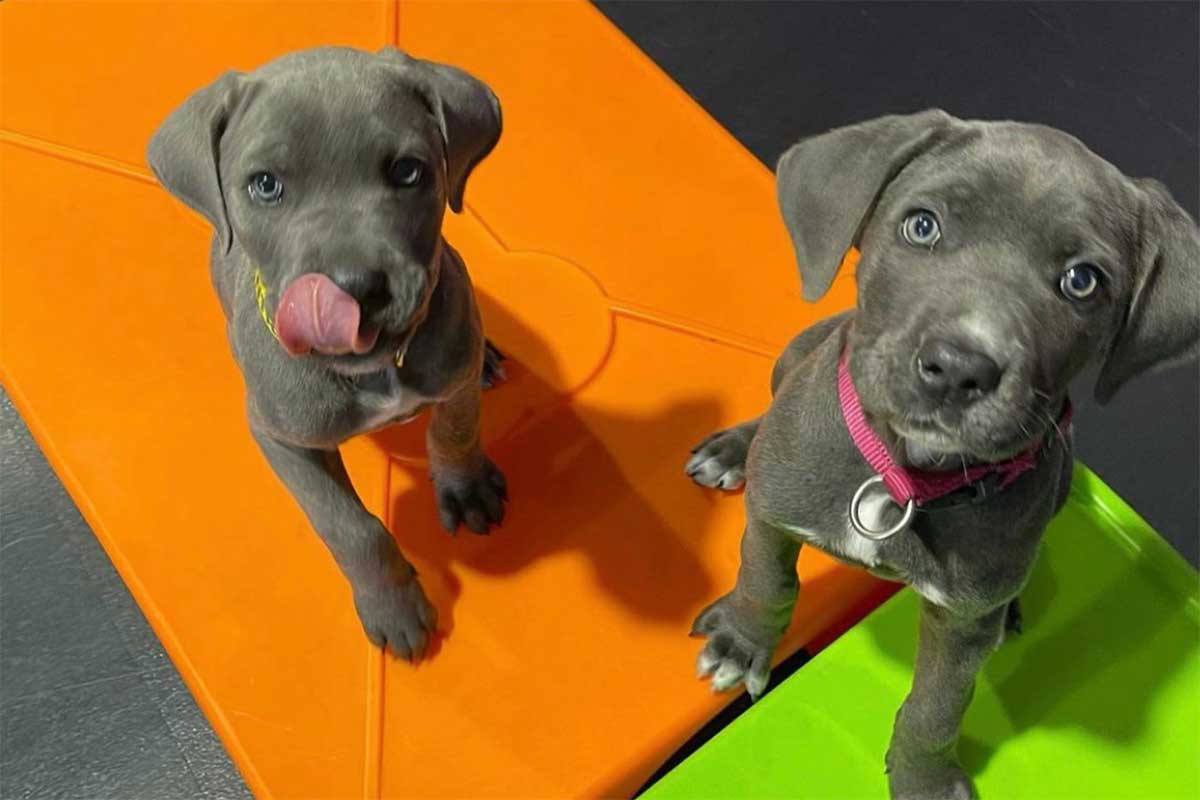 Puppy Training