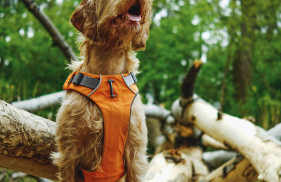 Tan dog sitting on tree in woods with orange harness.
