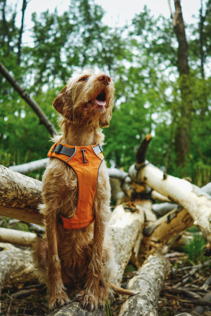 Tan dog sitting on tree in woods with orange harness.