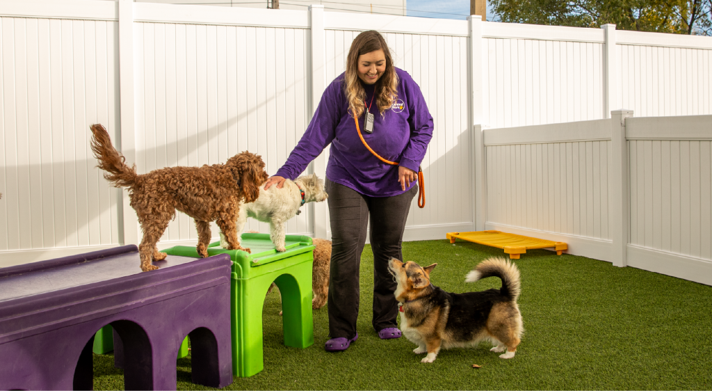 Three small dogs in a fenced dog day care area