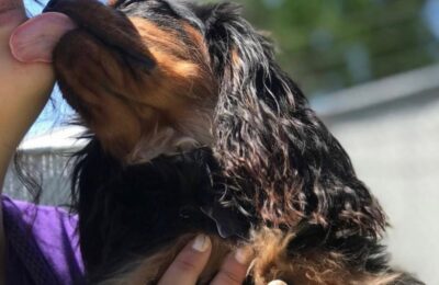 Central Bark Helps Puppies Bought During the Pandemic Adjust as Owners Return to Work