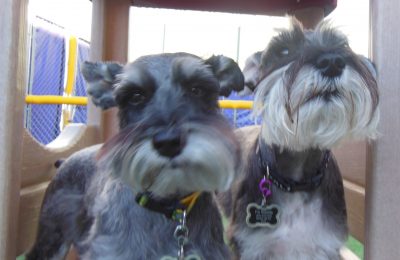 Congrats, Sophie & Stella, Our December Dogs Of The Month!