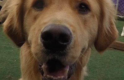Congratulations, Zeke, our January Dog of the Month!