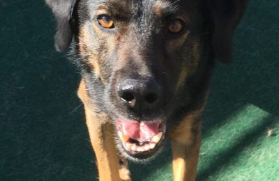 Congratulations, Rudy, Our February Dog of the Month!!