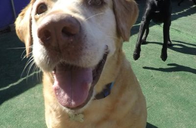 Congratulations, Jackson, Our March Dog of the Month!