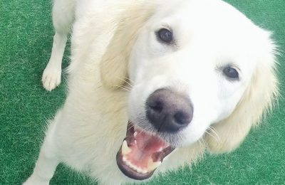 Congratulations, Abbie, Our May Dog of the Month!