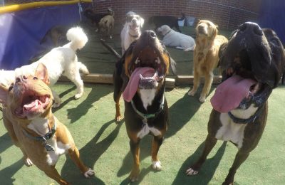 Congratulations, Charlie, our June Dog of the Month!