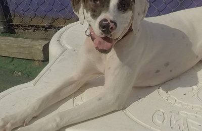 Congratulations, Carly, Our July Dog Of The Month!