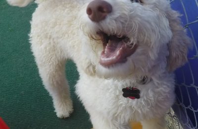 Congratulations, Louis, our August Dog of the Month!