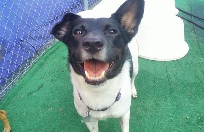 Congratulations, Emma, our September Dog of the Month!