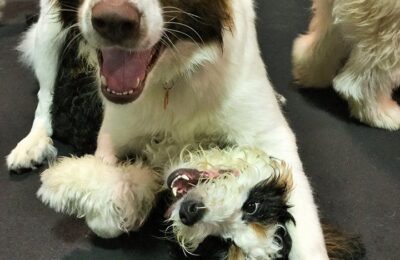 Puppy Play Time!