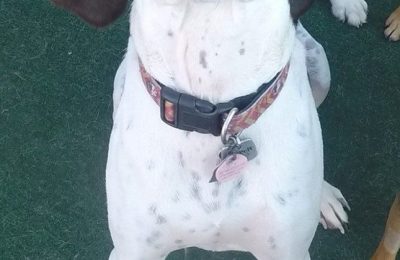 Congratulations, Cooper, our October Dog of the Month!