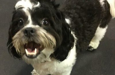 Congratulations, Lilly, our November Dog of the Month!