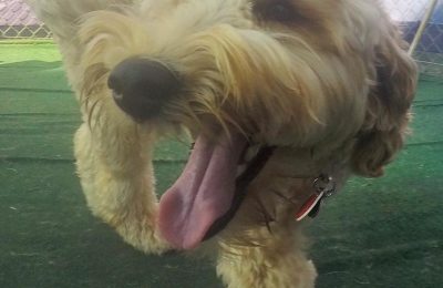 Congratulations, Doe, our December Dog of the Month!