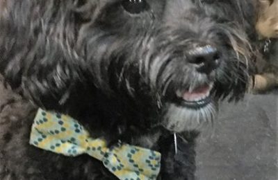 Congratulations, Cinder, our January Dog of the Month!