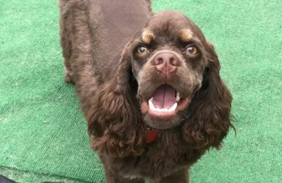 Congratulations, Pluto, our February Dog of the Month!