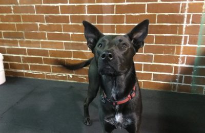 Congratulations, Zio, Our March Dog of the Month!