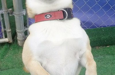 Congratulations, Kaze, Our April Dog Of The Month!