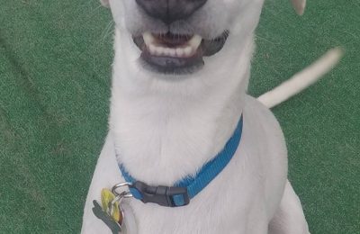 Congratulation, Tinley, Our May Dog of the Month!