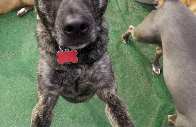 Congratulations, Guido, our June Dog of the Month!