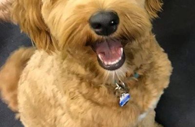 Congratulations, Avery, Our July Dog of the Month!