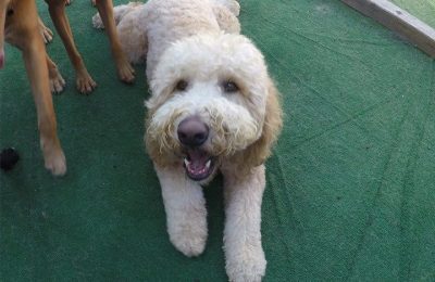 Congratulations, Liam, Our August Dog of the Month!