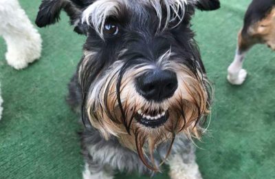 Meet Ace, our September Dog of the Month!