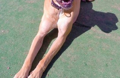 Congratulations, Sookie, Our October Dog of the Month!