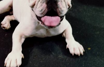 Congratulations, Zeus, our November Dog of the Month!