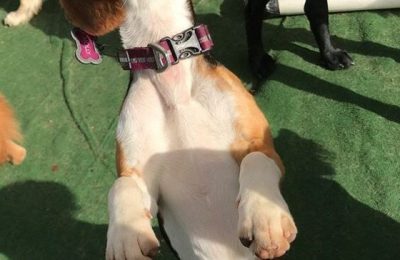 Congratulations, Molly, our December Dog of the Month!