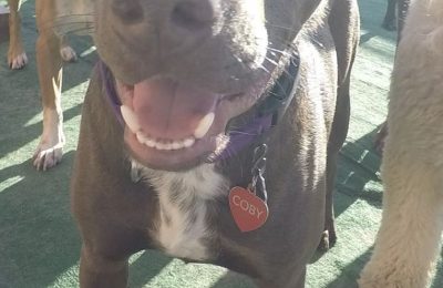 Congratulations, Coby, our January Dog of the Month!