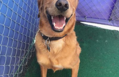 Congratulations, Sebastian, Our February Dog of the Month!!