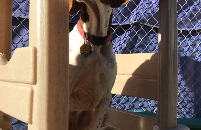 Congratulations, Elgar, Our March Dog of the Month!