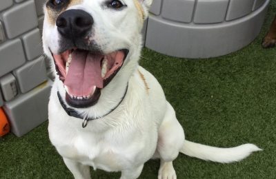 Congratulations, Finn, Our April Dog of the Month!