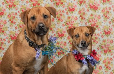 Congratulations, Booker and Bailey, our May Dogs of the Month!!