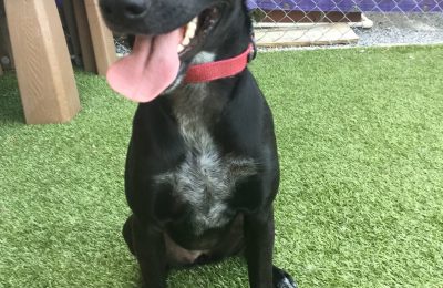 Congratulation, Molly, Our June Dog of the Month!