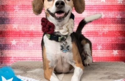 Congratulations, Bandit, Our July Dog of the Month!
