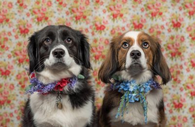 Congratulations, Keno and Kiwi, Our August Dogs of the Month!