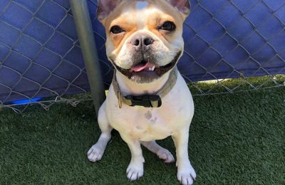 Congratulations, Tobin, Our September Dog of the Month!