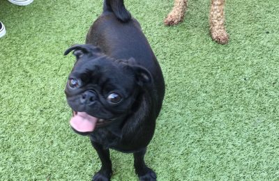Congratulations, Maddie, Our October Dog of the Month!