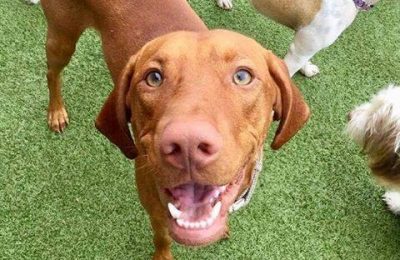 Congratulations, Gunnar, Our November Dog of the Month!