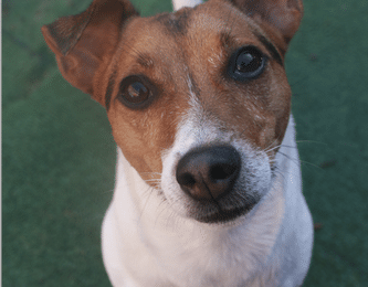 Congratulations, Max, Our December Dog of the Month!