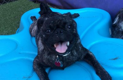 Congratulations, Bug-a-boo, our January Dog of the Month!