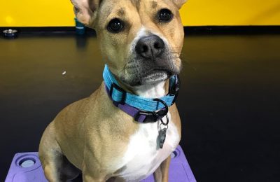 Congratulations, Charlie, Our February Dog of the Month!
