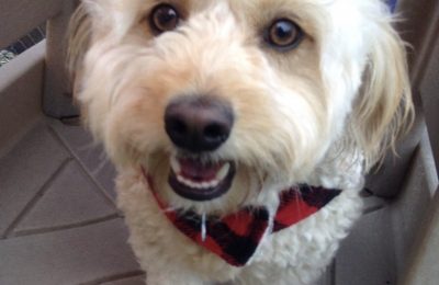 Congratulations, Arlo, Our March Dog of the Month!