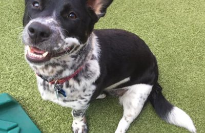 Congratulations, Mila, Our October Dog of the Month!