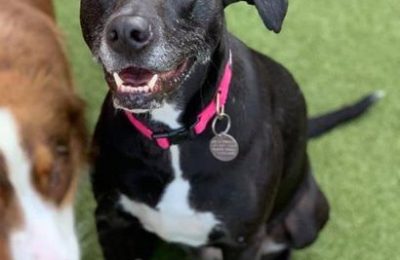 Congratulations, Turner, Our November Dog of the Month!