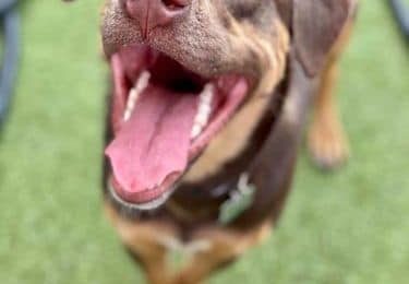 Congratulations, Gus, Our December Dog of the Month!